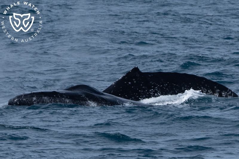 Whale Watch Western Australia