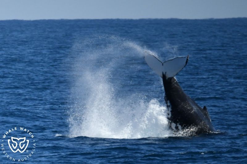 Whale Watch Western Australia