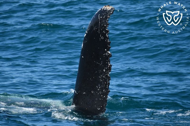 Whale Watch Western Australia