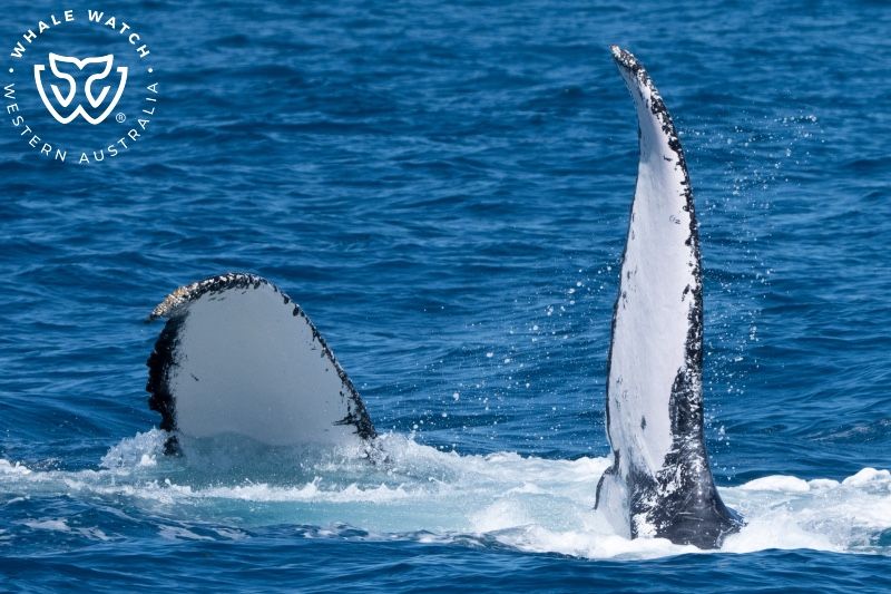 Whale Watch Western Australia