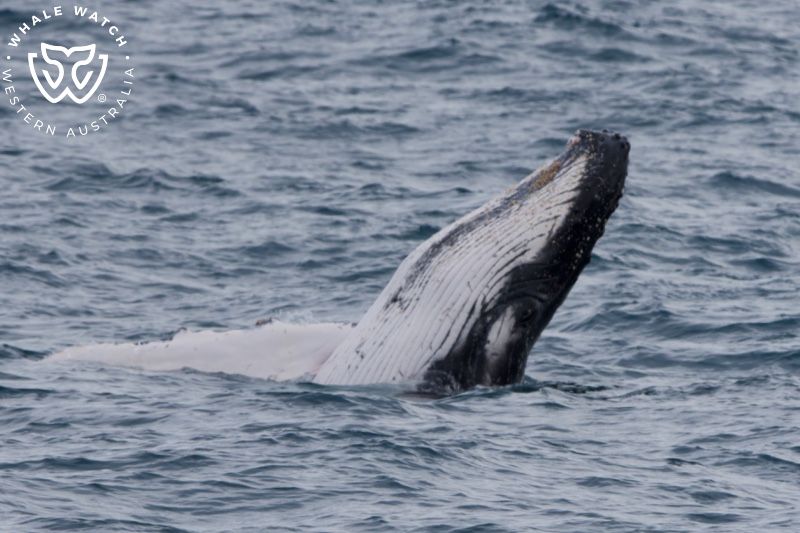 Whale Watch Western Australia