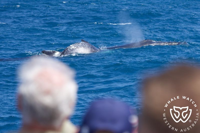 Whale Watch Western Australia
