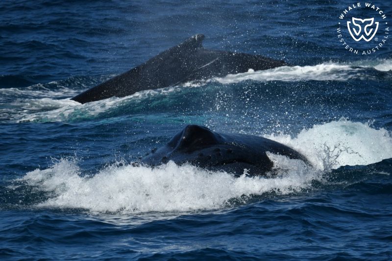 Whale Watch Western Australia