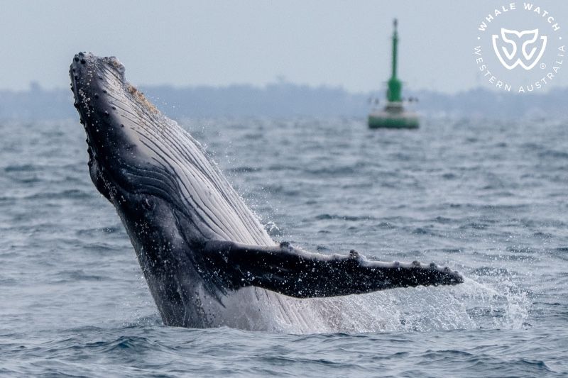 Whale Watch Western Australia