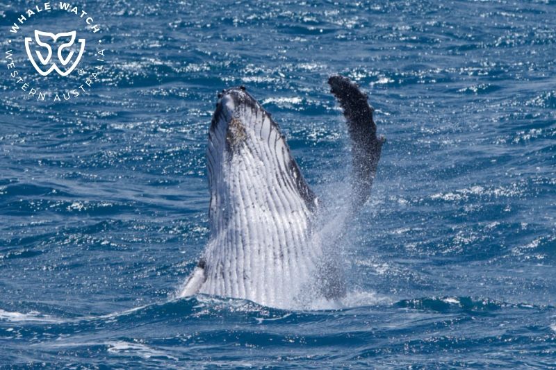 Whale Watch Western Australia