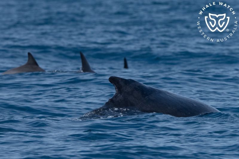 Whale Watch Western Australia