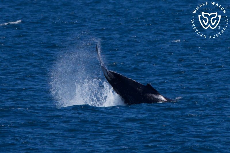 Whale Watch Western Australia