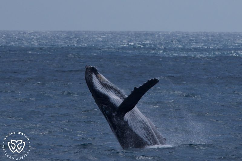 Whale Watch Western Australia