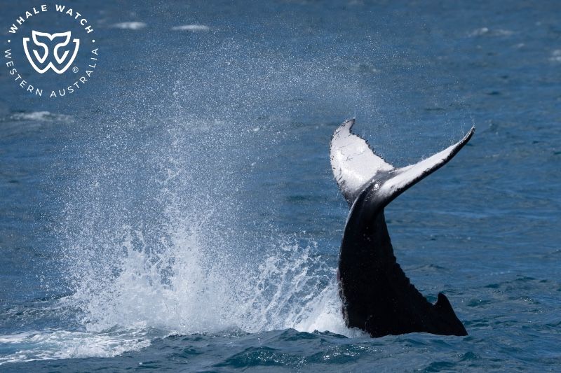 Whale Watch Western Australia