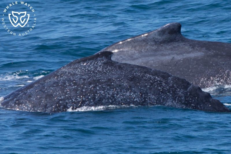 Whale Watch Western Australia