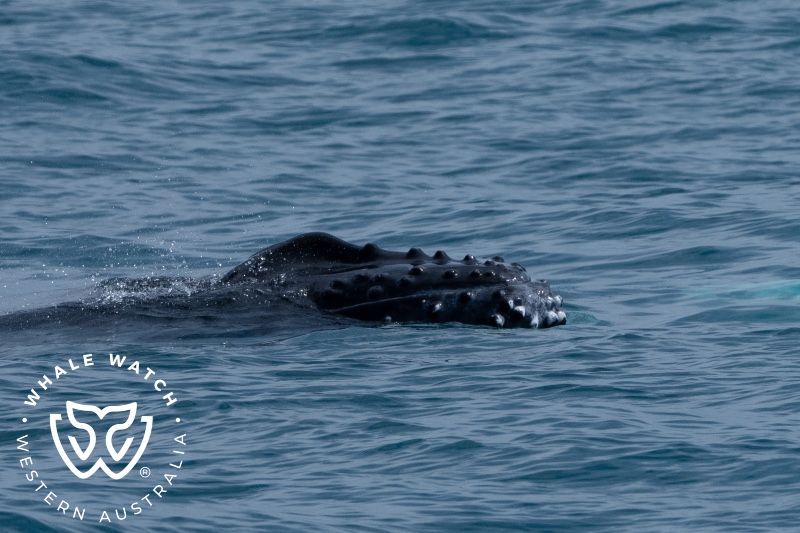 Whale Watch Western Australia