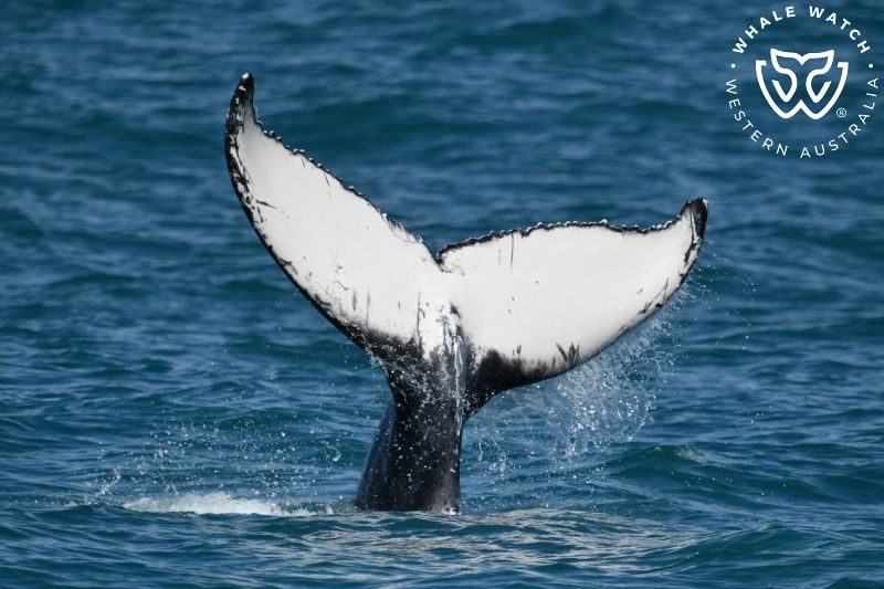 Whale Watch Western Australia