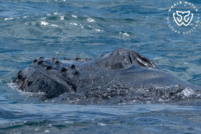 Whale Watch Western Australia