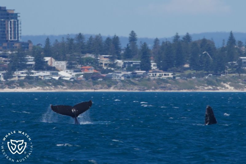 Whale Watch Western Australia