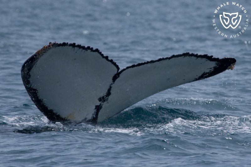Whale Watch Western Australia