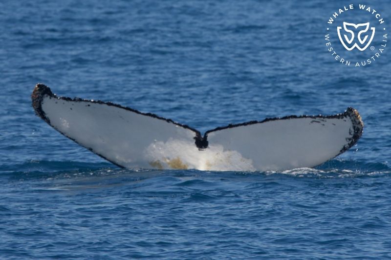 Whale Watch Western Australia