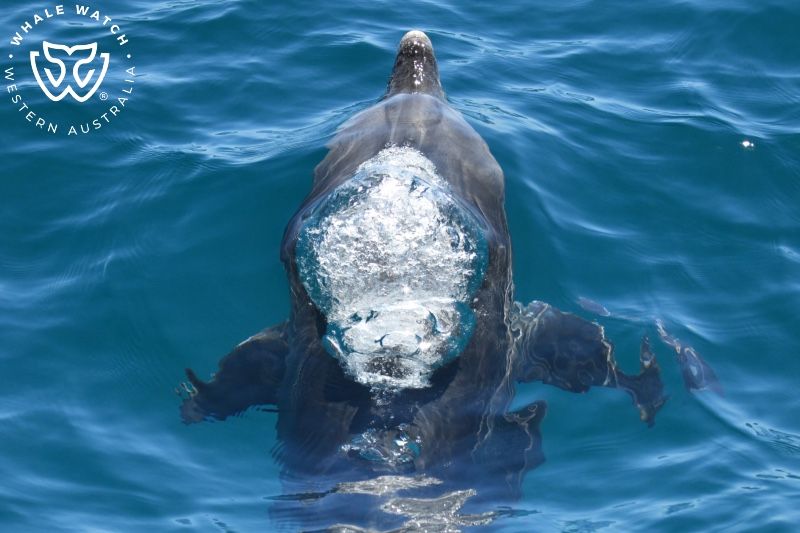 Whale Watch Western Australia