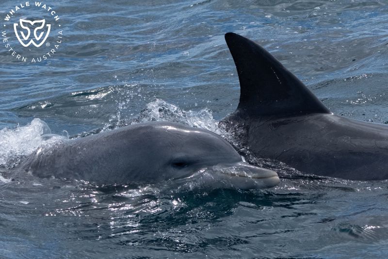 Whale Watch Western Australia