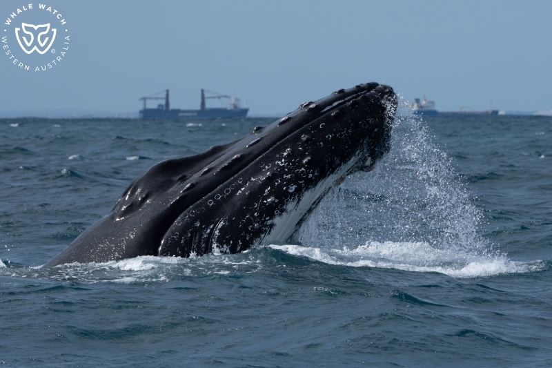 Whale Watch Western Australia
