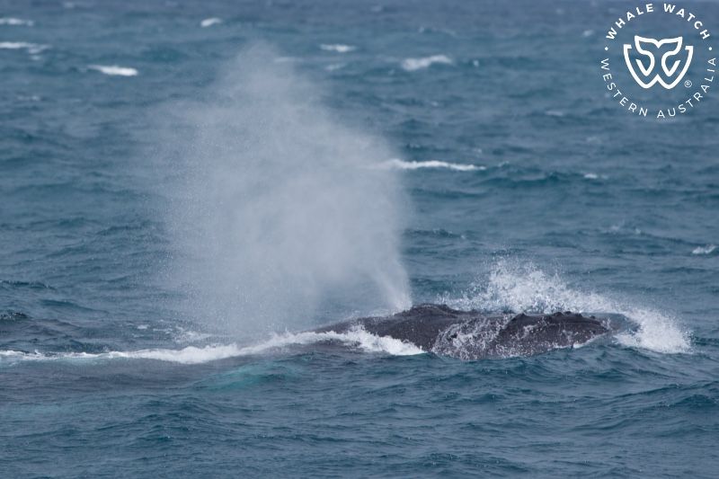 Whale Watch Western Australia