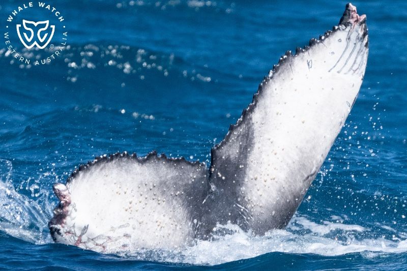 Whale Watch Western Australia