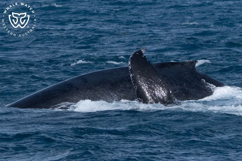 Whale Watch Western Australia
