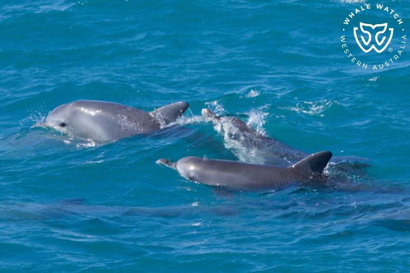 Whale Watch Western Australia