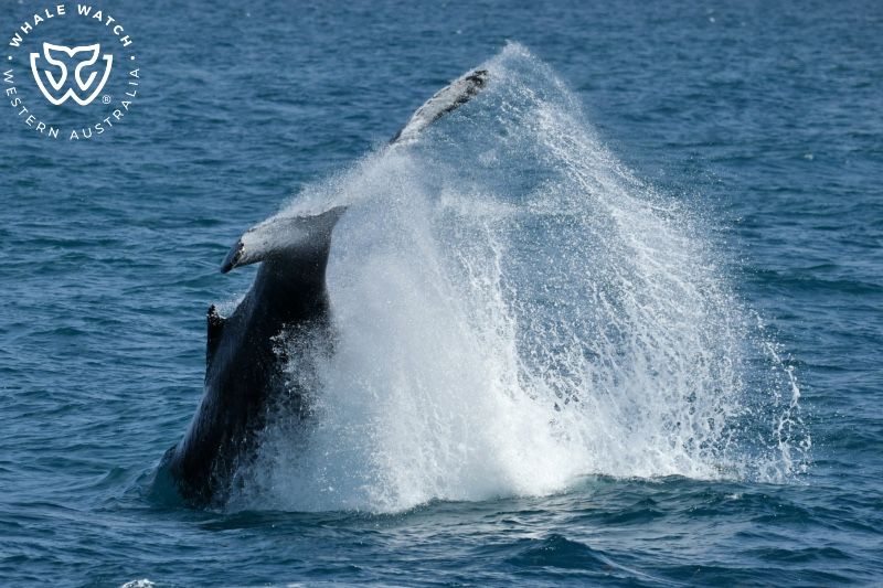 Whale Watch Western Australia
