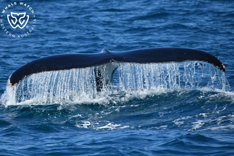 Whale Watch Western Australia