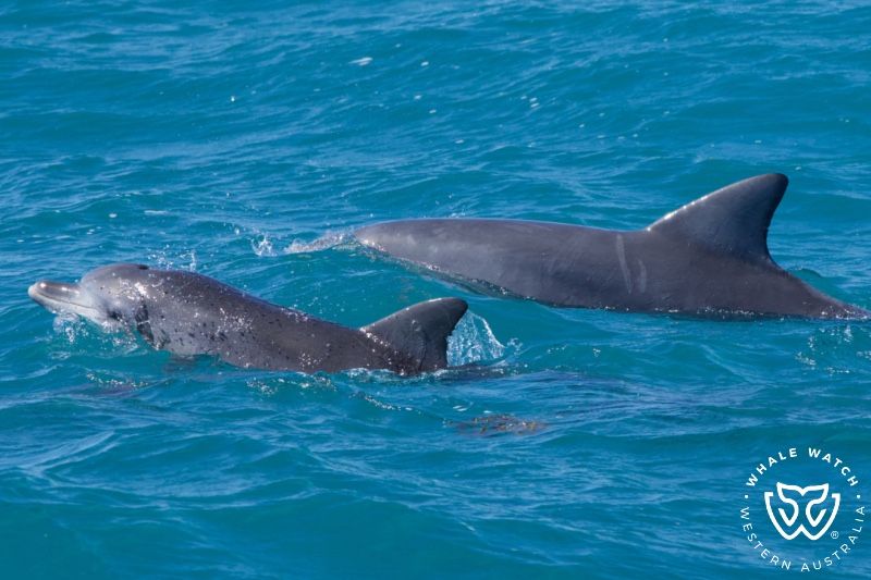 Whale Watch Western Australia