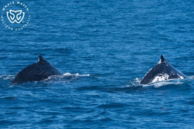Whale Watch Western Australia