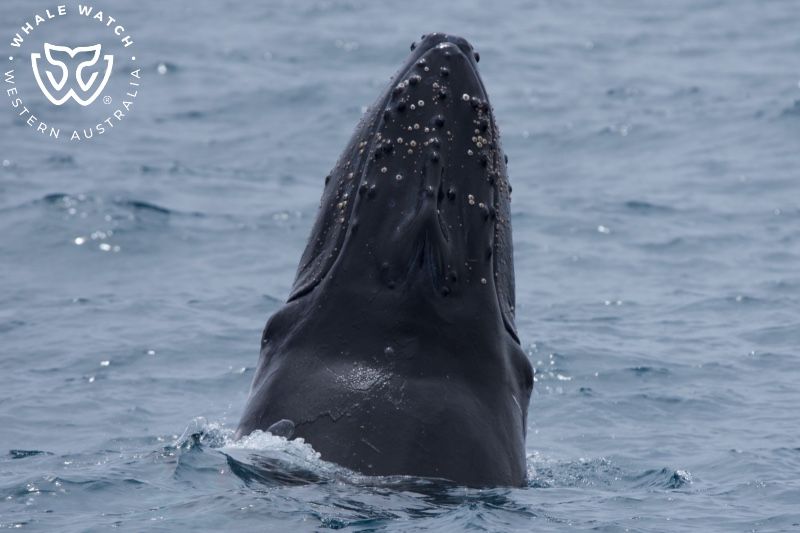 Whale Watch Western Australia