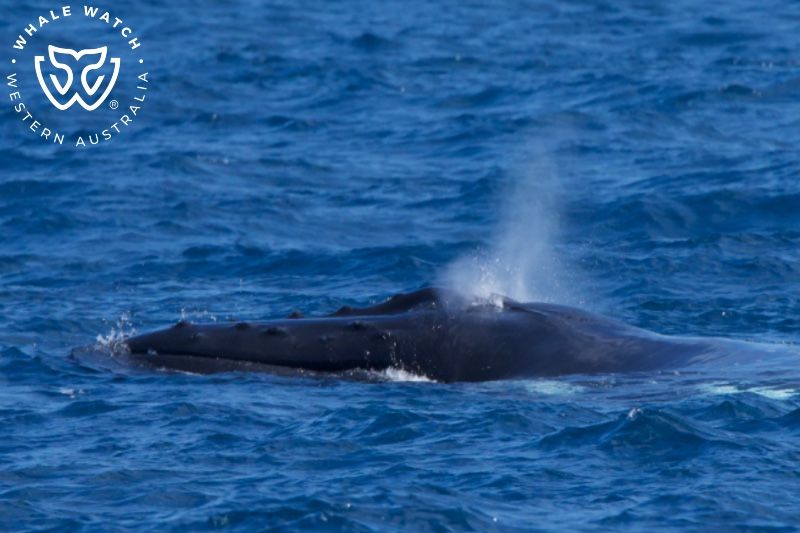 Whale Watch Western Australia