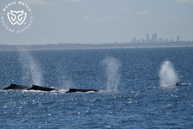 Whale Watch Western Australia