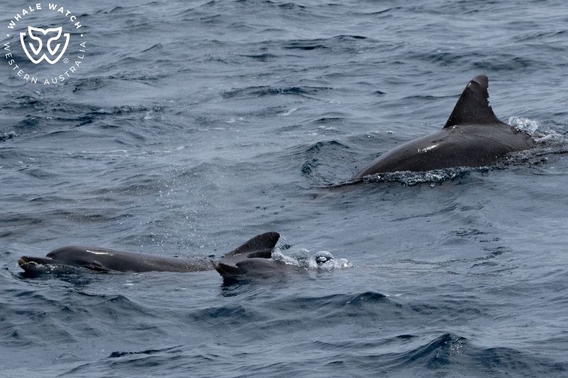 Whale Watch Western Australia