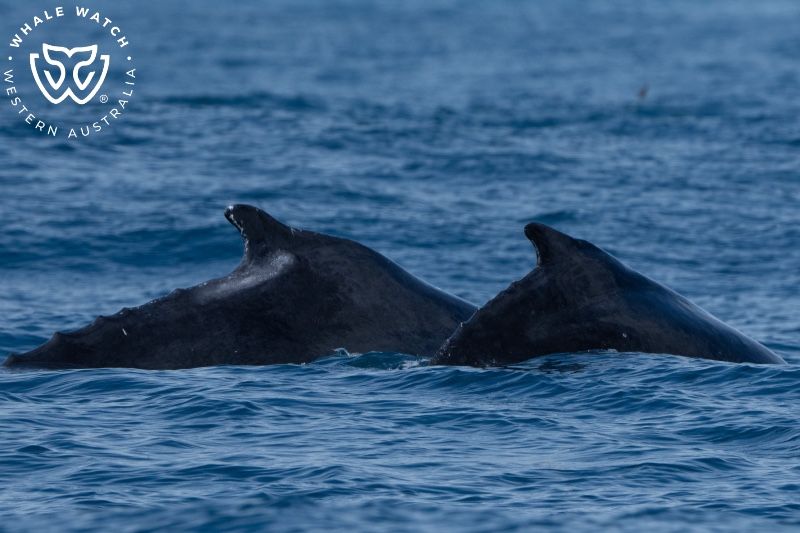 Whale Watch Western Australia