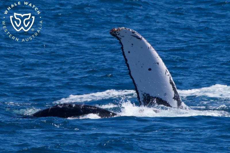 Whale Watch Western Australia