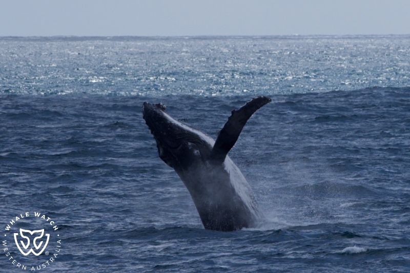 Whale Watch Western Australia