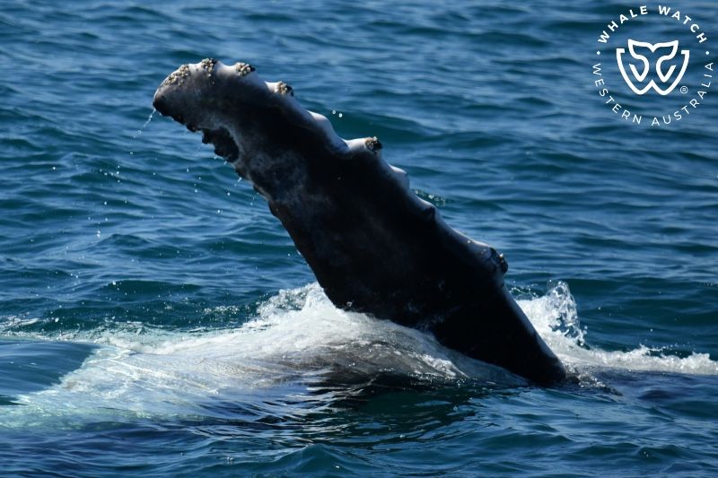 Whale Watch Western Australia