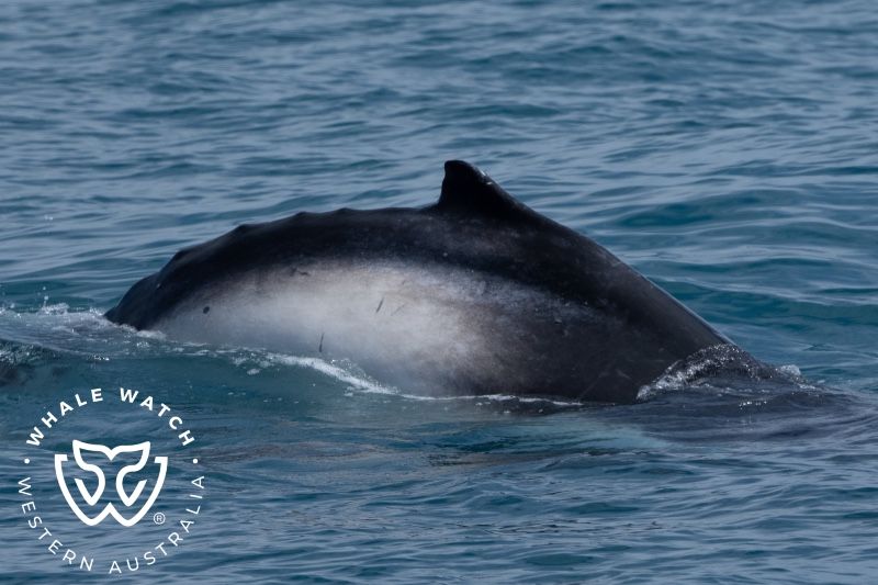 Whale Watch Western Australia