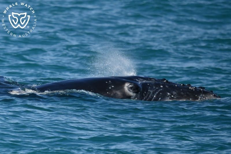 Whale Watch Western Australia