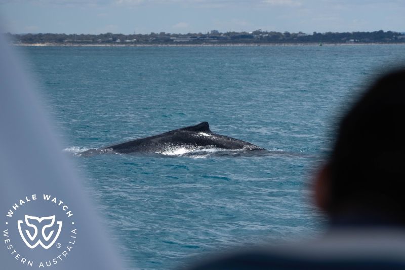 Whale Watch Western Australia