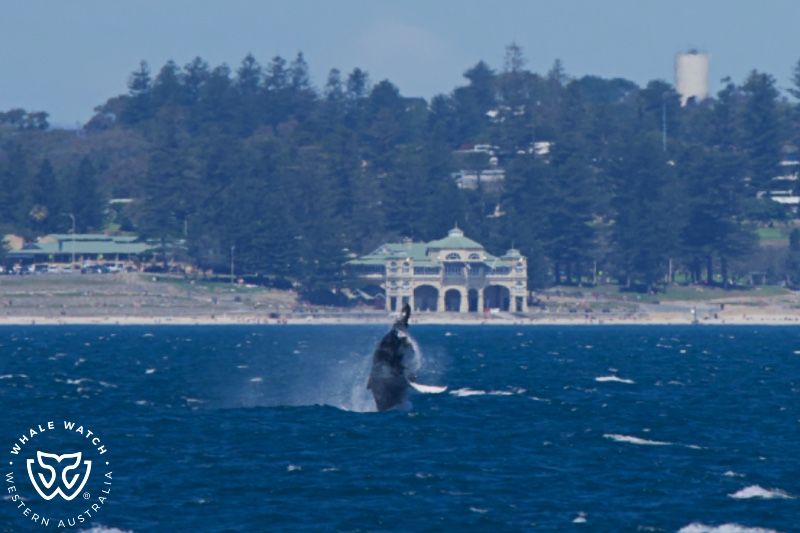 Whale Watch Western Australia