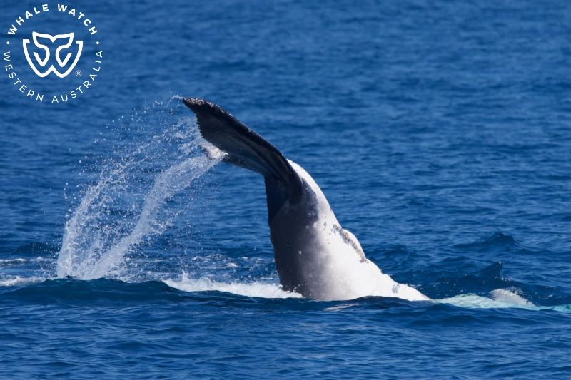 Whale Watch Western Australia