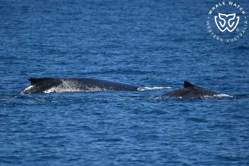 Whale Watch Western Australia
