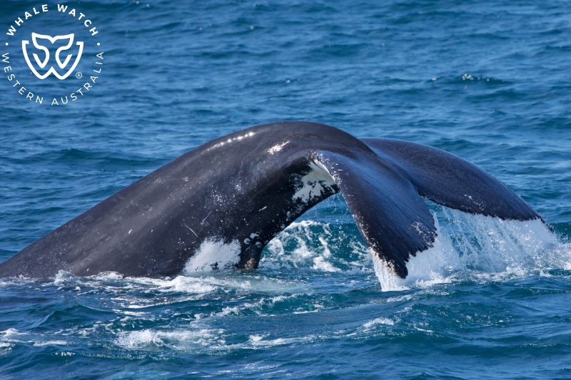 Whale Watch Western Australia
