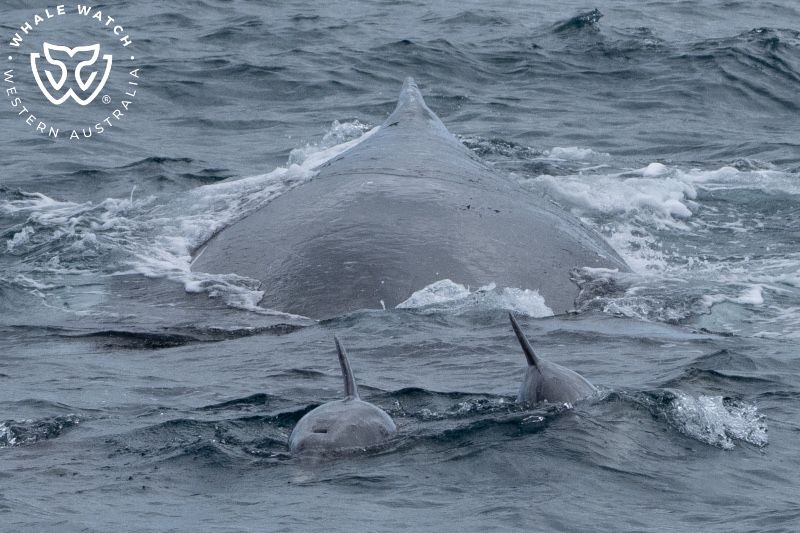 Whale Watch Western Australia