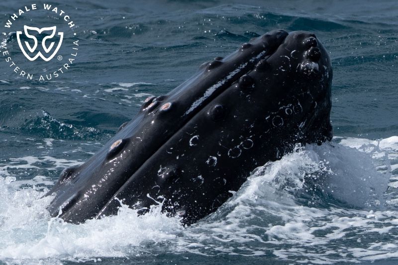 Whale Watch Western Australia