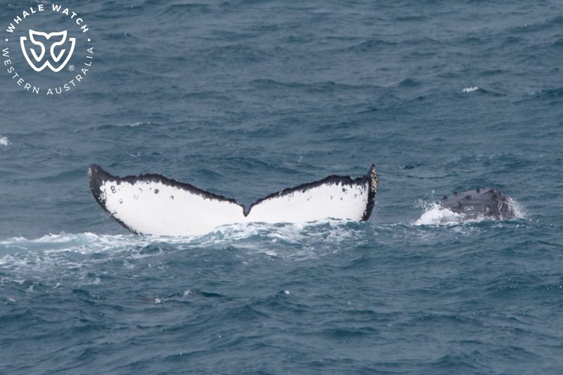 Whale Watch Western Australia
