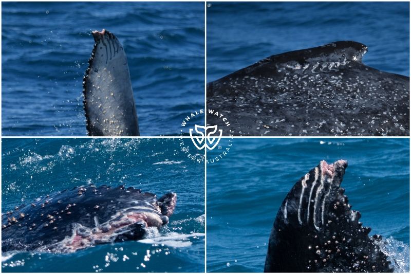 Whale Watch Western Australia